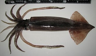 살오징어 실물 생태 사진